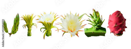 The growth cycle of the pitahaya plant from bud to fruit on a white background with a clipping path photo