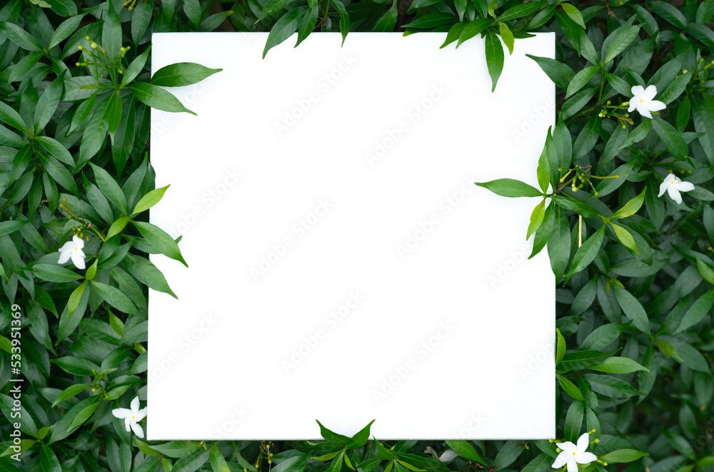 top view flat lay fresh spring green tiny leaves white square shape copy space background.idea for ecology backdrop,enviroment wallpaper,organic health product design.