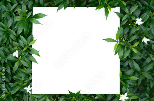 top view flat lay fresh spring green tiny leaves white square shape copy space background.idea for ecology backdrop enviroment wallpaper organic health product design.