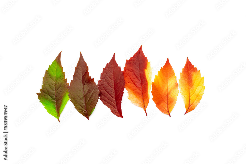 Close up Autumn leaves green red yellow gradient color isolated on white background. Five Natural fallen autumn leaves as design elements, colors textured foliage, herbarium of seasonal leaf