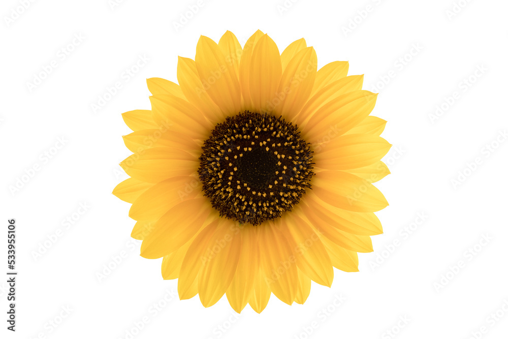 Fototapeta premium Sunflower bloom isolated on white background with clipping path