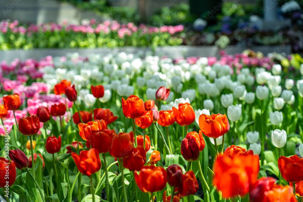 tulips blooming in a closed garden and the weather is cool.