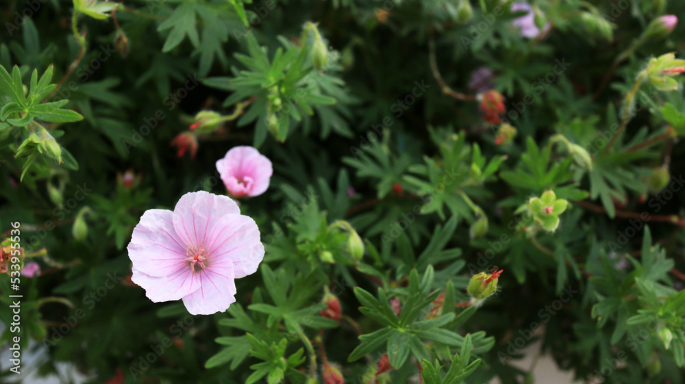 Pink garden flowers Pink garden flowers