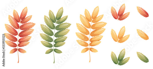 Rowan leaves on a white background. Set of multicolored autumn leaves. Cartoon vector illustration. Hello autumn, seasonal theme
