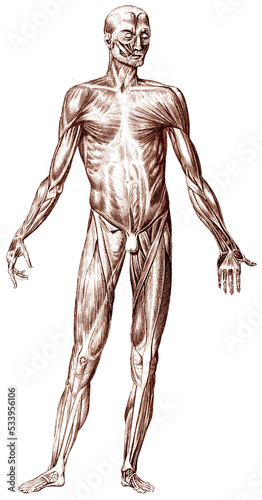 Old engraving illustration of human anatomy muscular system front isolated