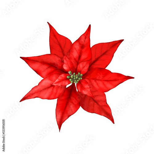 Poinsettia watercolor digital  illustration. Christmas red poinsettia. 