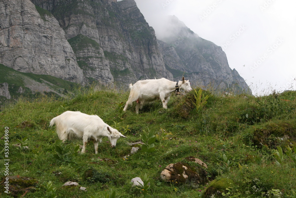 goats on a mountain in switzerland