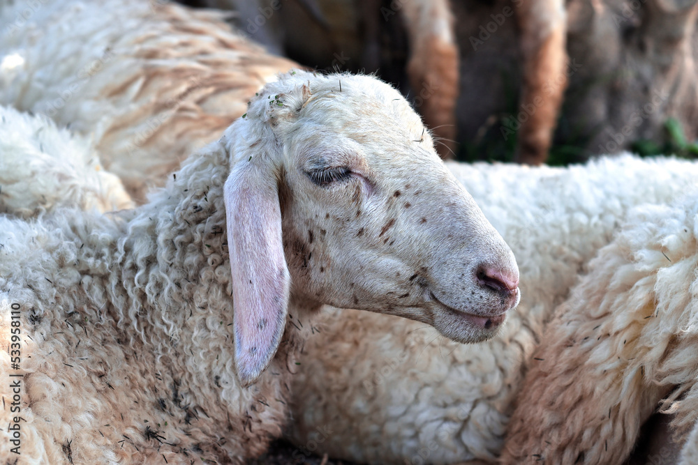 Sleepy sheep has a nap in sunny day Sleepy sheep has a nap in sunny day