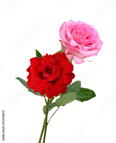 Bunch of rosy roses isolated on white background