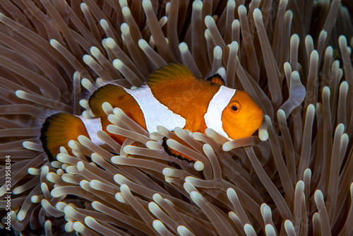 Clownfish - Western Anemonefish - Amphiprion ocellaris living in an anemone. Sea life of Tulamben, Bali, Indonesia.