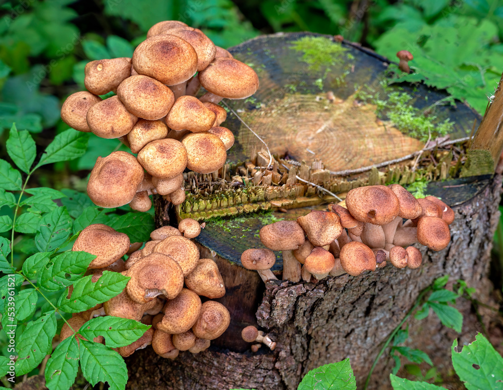 Armillaria growing on a tree stub in a forest in Eastern Tirol, Austria Armillaria growing on a tree stub in a forest in Eastern Tirol, Austria