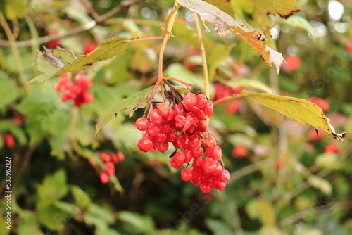 baies rouges dans un buisson