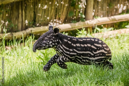 cute striped baby tapir, Prague Zoo