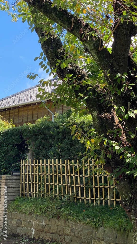 bamboo racks with greenery and old Japanese house roof, Chiba prefecture Japan year 2022