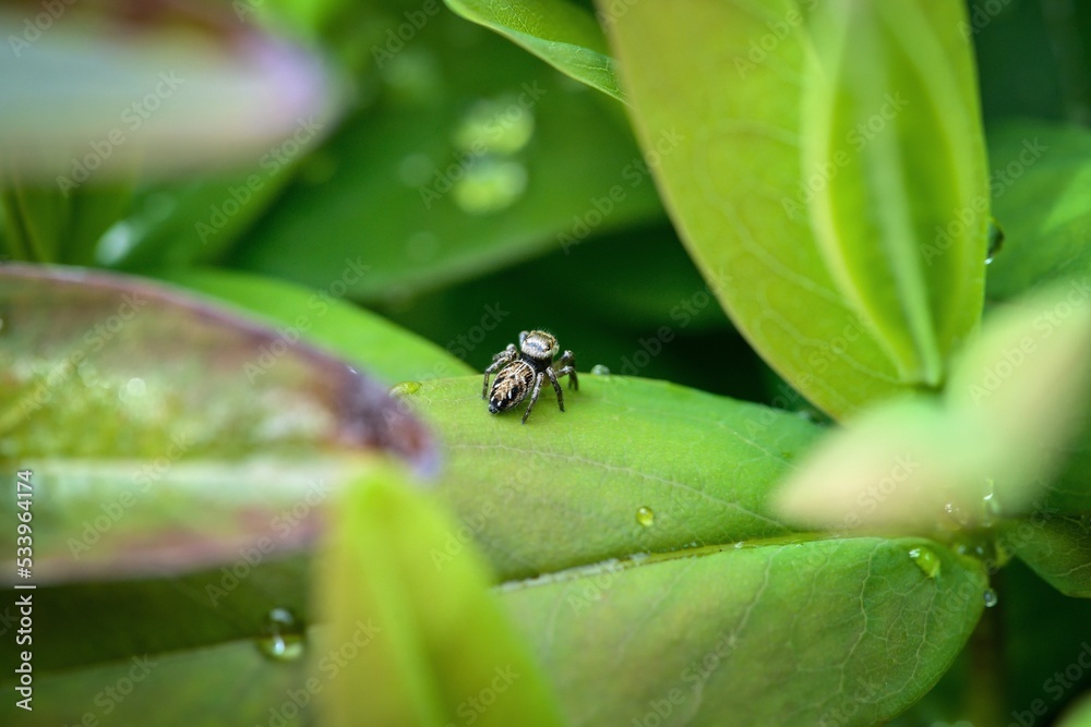 spider on green leaf, lurking for prey spider on green leaf, lurking for prey