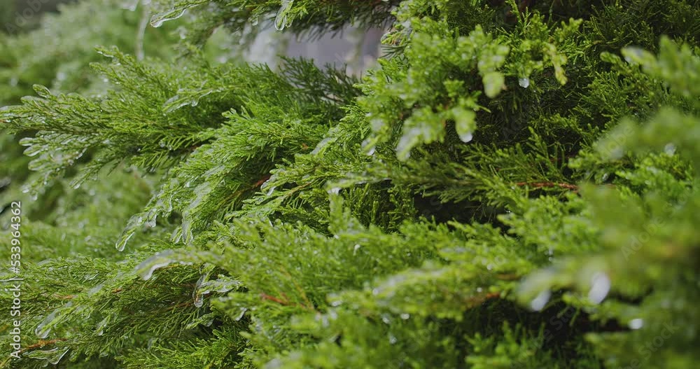 Frozen green bushes with ice icicles, in the city. Climatic icing. Slow motion Footage of a winter iced plants. Winter beauty in a park. Icy frosted green plants after ice rain. Frozen green bushes with ice icicles, in the city. Climatic icing. Slow motion Footage of a winter iced plants. Winter beauty in a park. Icy frosted green plants after ice rain.