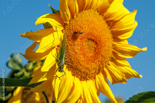 Yellow sunflower in a field against a bright blue sky on a sunny day. Sunflower flower close-up. The sunflower is blooming. A large green locust sits on a blooming sunflower