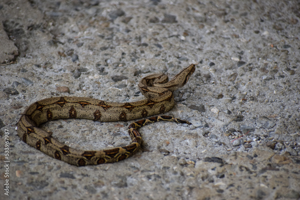 Fototapeta premium Boa constrictor | Serpiente | Isla Gorgona | Colombia