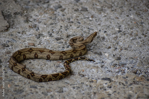 Boa constrictor | Serpiente | Isla Gorgona | Colombia photo