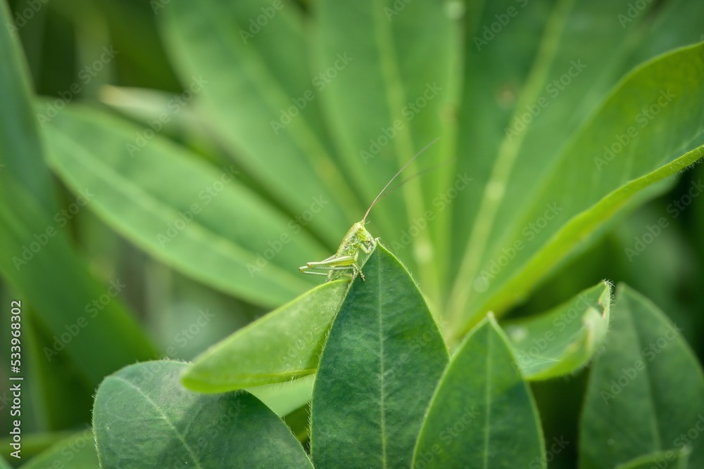 green grasshopper on green leaf green grasshopper on green leaf