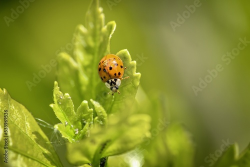 ladybug in the garden on green leaf