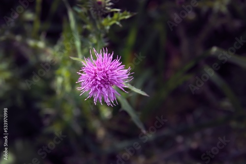 Blessed milk thistle flowers in field, close up. Silybum marianum herbal remedy