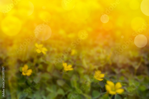 Calm flower nature yellow blur background with bokeh
