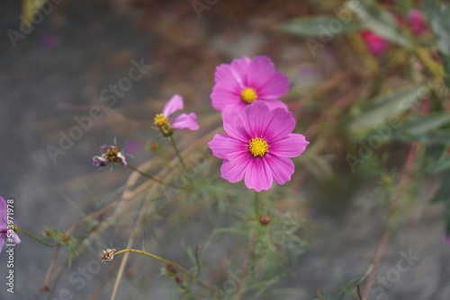 Cosmos blooming beautifully in autumn