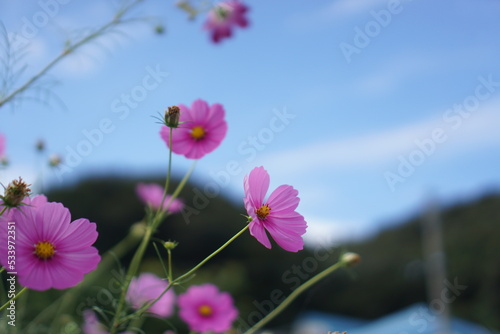 Cosmos blooming beautifully in autumn