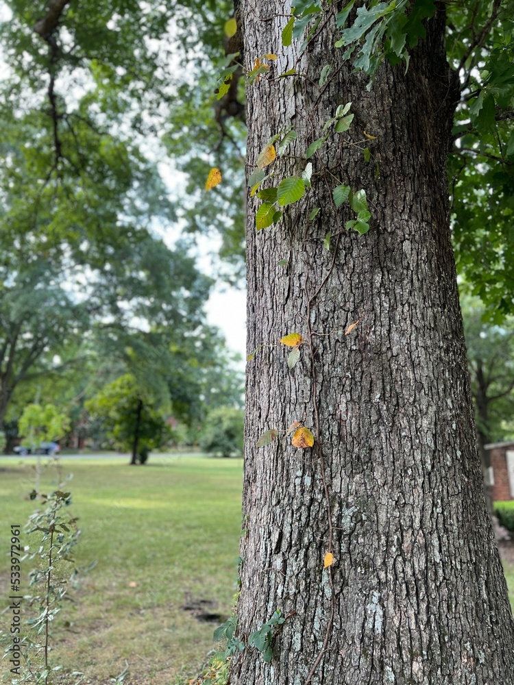 Poison ivy oak sumac on the trunk of a tree Stock Photo Adobe Stock