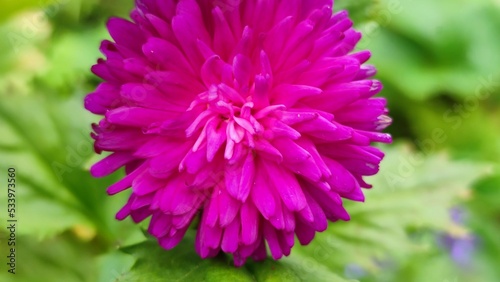 Aster is a genus of herbaceous plants in the Asteraceae family. A large red-pink bright flower with a white core and many thin long red petals. The flower grows on a thin long stem among other plants.