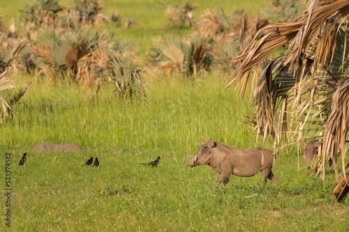 A common warthog in Murchinson Falls National Park