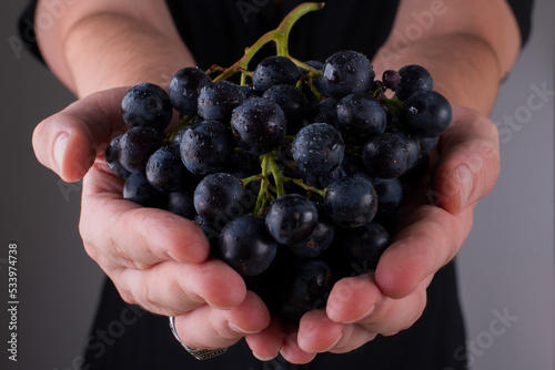 A bunch of black grapes in the hands of a person