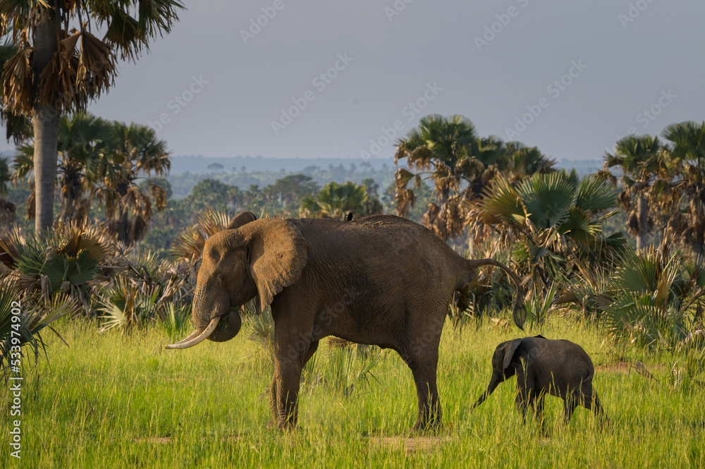 Fototapeta premium African bush elephants in Murchinson Falls National Park