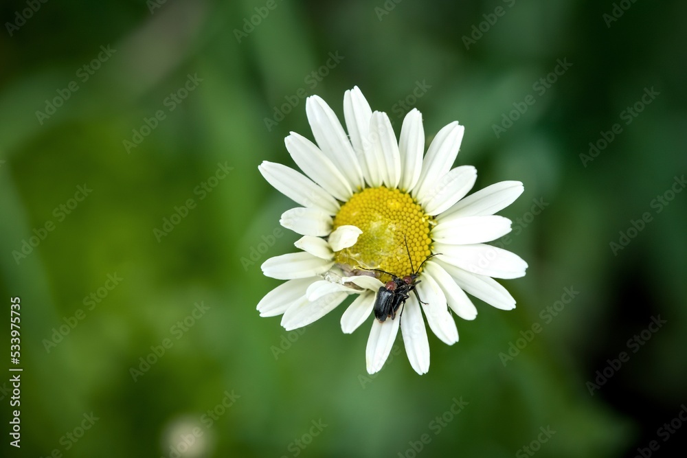 Fototapeta premium two beetles mating on a yellow and white flower