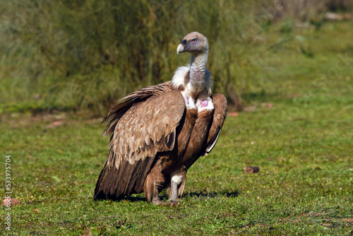 Griffon vulture    G  nsegeier  Gyps fulvus 