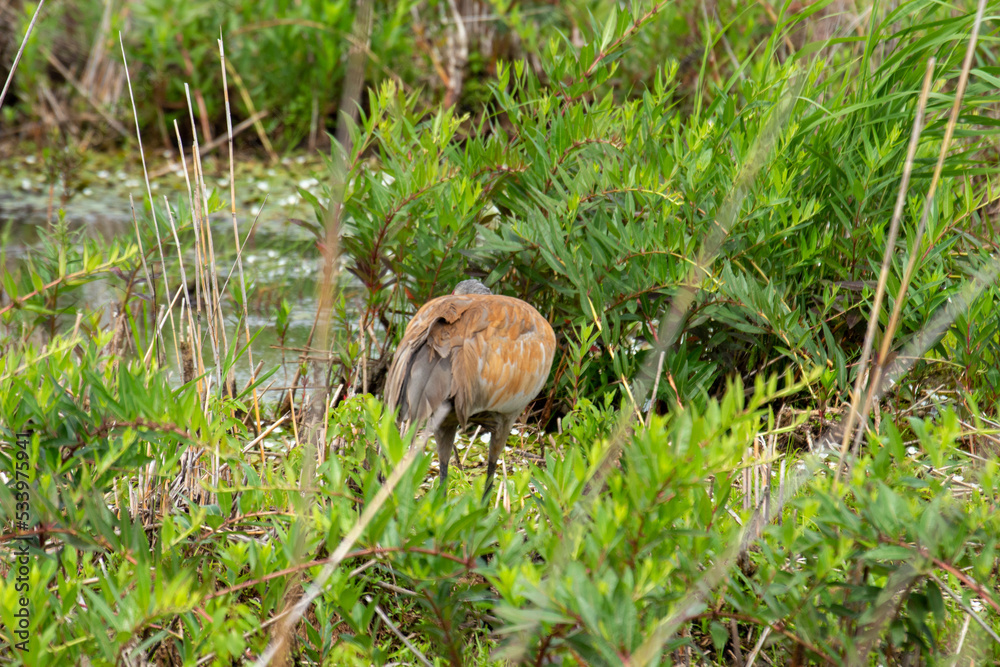 Obraz premium Sandhill cranes foraging for food in Long Point Provincial park Canada