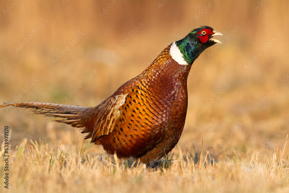 Fototapeta premium Common pheasant Phasianus colchicus Ring-necked pheasant in natural habitat, autumn time, meadow Poland Europe