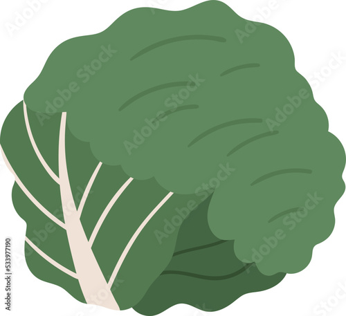 Cabbage vegetable icon. Vector illustration
