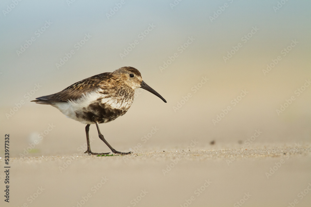 Obraz premium bird - Dunlin Calidris alpina adult migratory bird, shorebird 