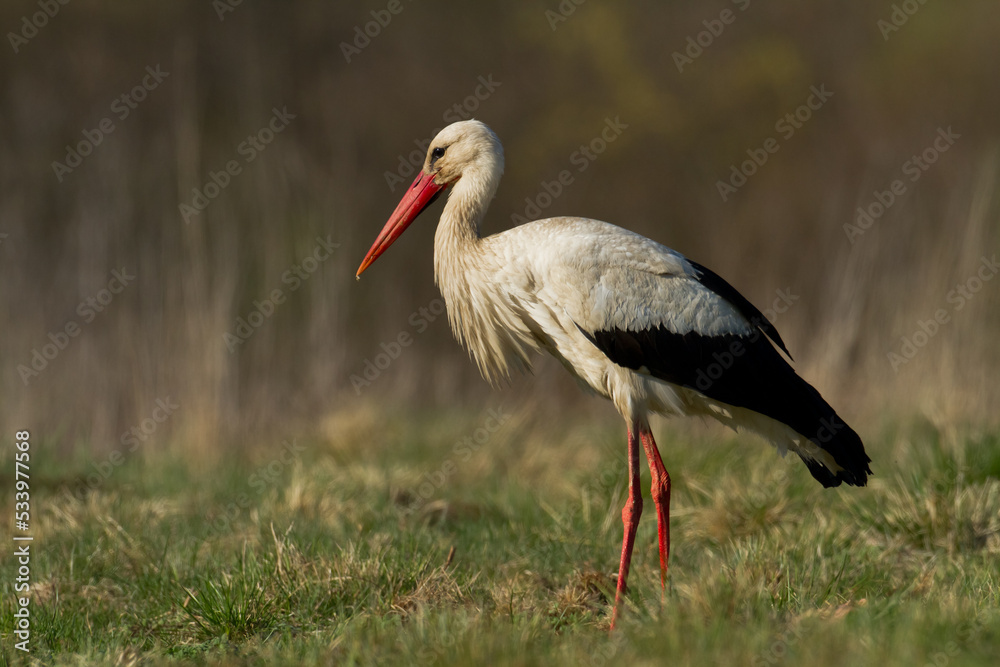 Bird White Stork Ciconia ciconia hunting time early spring in Poland europe Bird White Stork Ciconia ciconia hunting time early spring in Poland europe