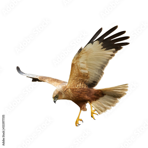 flying Bird of prey Marsh Harrier Circus aeruginosus isolated on white background © Marcin Perkowski