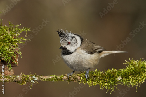 Bird Crested tit Lophophanes cristatus small bird perched on the tree in forest, Poland Europe