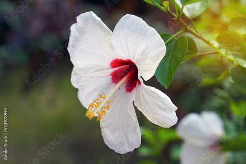Hibiscus flower, Hibicus hybrid, white flowers, base of petals and red petals. The pistils are joined together into a tube about 6 cm long.    photo