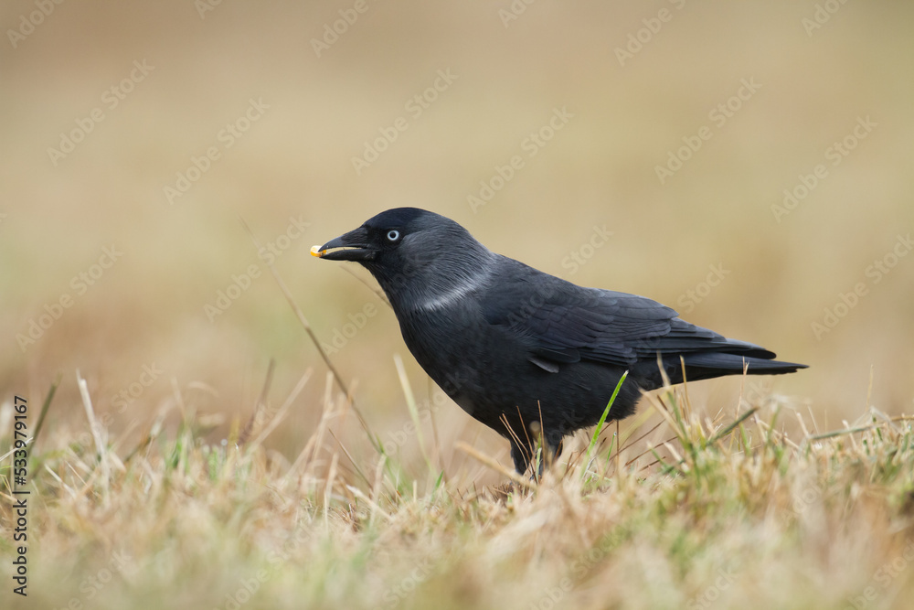 Bird - Jackdaw Corvus monedula, Poland Europe Bird - Jackdaw Corvus monedula, Poland Europe