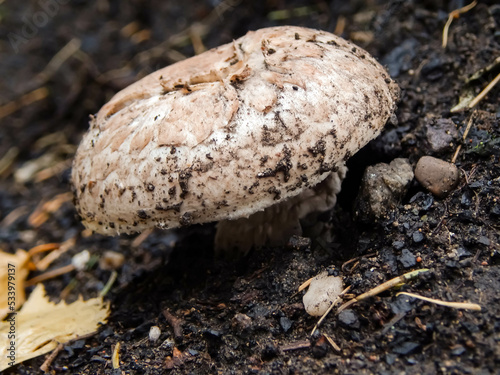 Champignon mushroom grows on the ground