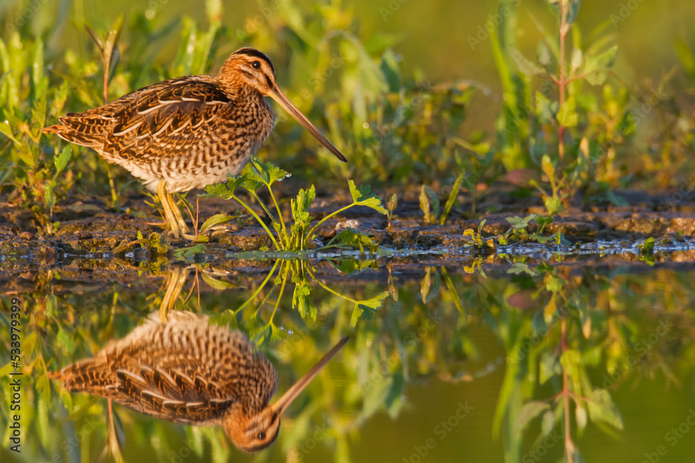 Shore bird Common snipe Gallinago gallinago small bird with long beak, Poland Europe Shore bird Common snipe Gallinago gallinago small bird with long beak, Poland Europe