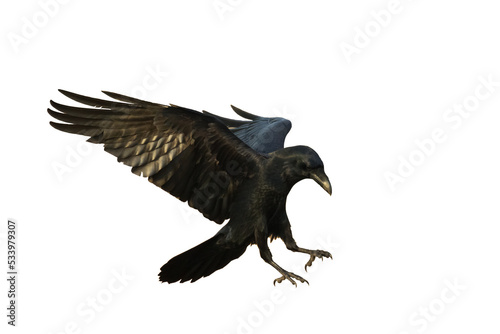 Bird flying raven isolated on white background Corvus corax. Halloween