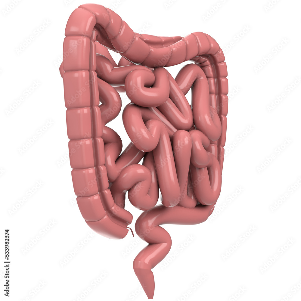 3d rendering illustration of human intestine - obrazy, fototapety, plakaty 