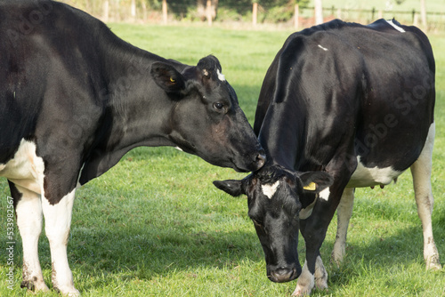 Two black cows nuzzling together
